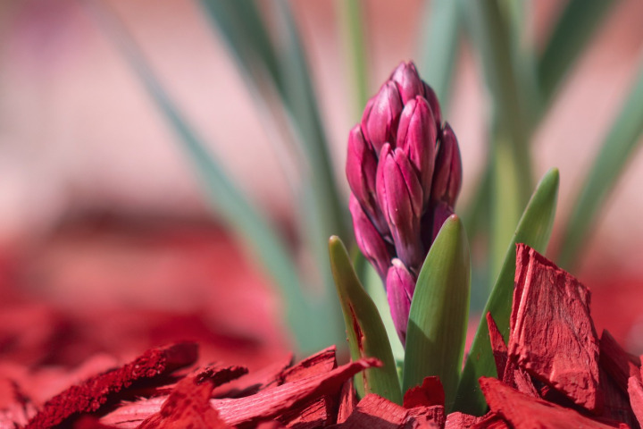 garden planting flowers